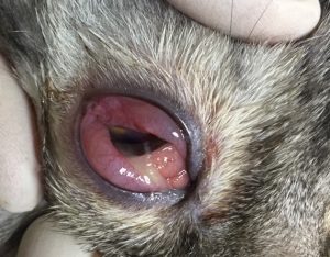 Лечение хламидиоза у кошек в ветклиниках ВЕТОСТРОВ