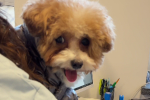 Собака на руках у хозяина